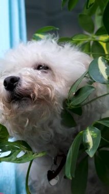 Pencere kenarında sulu sulu tatlı bir köpek. Saksı bitkisi serpiştirilmiş sevimli siyah beyaz serpinti. Pencerede güzel bir serpinti. Köpek elinde çiçeklerle pencereden dışarı bakıyor.