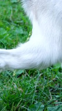 Tatlı beyaz keçi çayıra işiyor. Evcil hayvan otlatma. Keçi dişi oğlak işiyor, dağ keçisi ormana işiyor. 