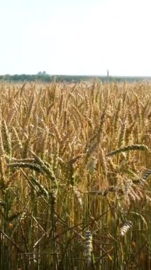 Altın buğday kulakları rüzgarla savruluyor, yaz günü tarla tarlalarına yakından bakıyor, mısır gevreği yetiştiriyor. Yüksek kalite 4k görüntü