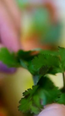Bayan El Tutuşu Taze Cilantro Serpinti İçin Yapraklar. Yakın çekim, yavaş çekim. Kişniş soslu garnitür salatası