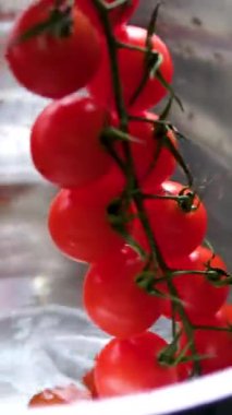 Beyaz plastik bir kasede taze, olgun domateslerin yakın plan çekimi. Canlı kırmızı renkleri ve parlak, ıslak yüzeyleri tazeliklerini ön plana çıkarıyor. Domatesler yeni yıkanmış ve yenmeye hazır görünüyor. 4k 