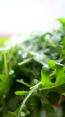 İtalyan roka yeşil yaprakları bahçede toplandı. Kadın elleri bir sürü organik sebze toplar. İyi hasat. Yüksek kalite 4k görüntü