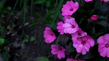 Bulanık arkaplanda pembe bir çiçek. Bitki. Doğa. Yüksek kalite 4k görüntü