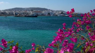Yunan adalarının sokaklarında Bougainvillea çiçekleri. Yüksek kalite 4k görüntü