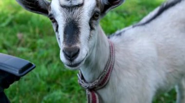 Yavru keçi, ot yiyen yavru keçi, ot yiyen keçi, keçi. Yüksek kalite 4k görüntü