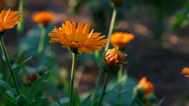 Turuncu gerbera pencere pervazında çiçek açar. İnce yapraklı güzel bir çiçek, beyaz pencereye dayanır. Güneş ışığıyla aydınlanır. Çok yakından. Siyah manikürlü kadın elleri