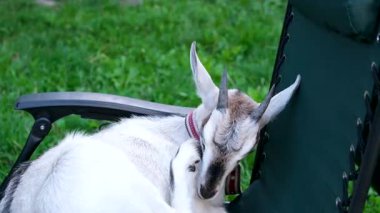 Beyaz bir keçi, tahtadan bir yapının gölgesinde, samandan bir yatakta huzur içinde yatarken güneşten uzaklaşıyor. Keçilerin rahat duruşu bir huzur ve memnuniyet hissi uyandırıyor.