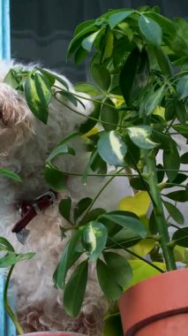 Beyaz ve kahverengi sokak köpekleri sokaklarda havlıyor. Yüksek kalite 4k görüntü