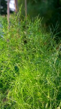 Galiçya, İspanya 'da bir Atlantik plajında büyüyen deniz rezenesinin yakın çekimi. Deniz rezenesinin yakınından denize doğru panoramik hareketler. Yüksek kalite 4k görüntü