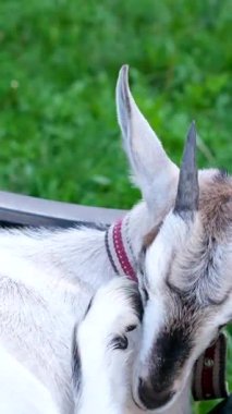 Beyaz bir keçi, tahtadan bir yapının gölgesinde, samandan bir yatakta huzur içinde yatarken güneşten uzaklaşıyor. Keçilerin rahat duruşu bir huzur ve memnuniyet hissi uyandırıyor.