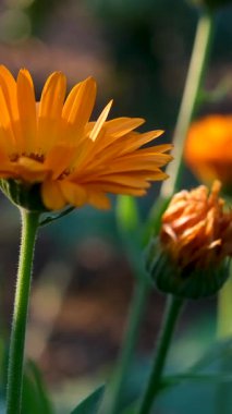 Turuncu gerbera pencere pervazında çiçek açar. İnce yapraklı güzel bir çiçek, beyaz pencereye dayanır. Güneş ışığıyla aydınlanır. Çok yakından. Siyah manikürlü kadın elleri