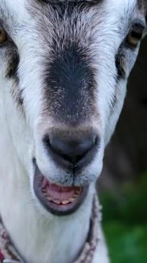 Kanada, Yukon 'da Yukon Vahşi Yaşam Koruma Alanındaki Büyük Memeli Dağ Keçisi. Yakın plan çekim. Yüksek kalite 4k görüntü