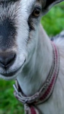 Yavru keçi, ot yiyen yavru keçi, ot yiyen keçi, keçi. Yüksek kalite 4k görüntü