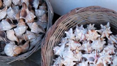  Deniz salyangozu kabukları. arkaplan ya da doku. Yunanistan Mykonos Wicker sepetleri pazarda