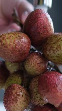 Taze toplanmış likör meyvelerini yıkıyorum. Organik ve lezzetli. Yüksek kalite 4k görüntü