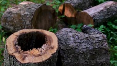 Ormanda büyük ağaçlar kesilip yere bırakıldı. Ağacın ortasında büyük bir oyuk var. Yüksek kalite 4k görüntü