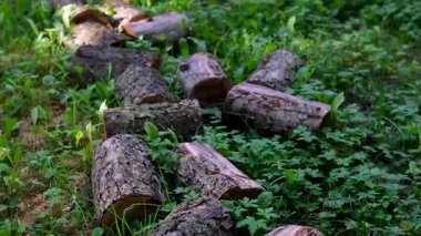 Devrilmiş ağaç, ormandaki yemyeşil bir alanda, doğal çürümeyi sembolize ediyor ve Dünya Günü koruma temalarını kucaklıyor. Yüksek kalite 4k görüntü