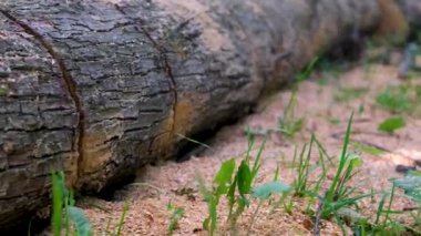 Çimenli zemine yerleştirilmiş ahşap dokuları ve desenleri gösteren düzgün istiflenmiş kütüklerin videosu. Yüksek kalite 4k görüntü