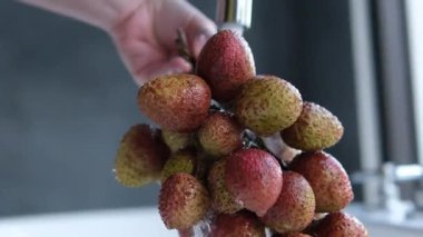Taze toplanmış likör meyvelerini yıkıyorum. Organik ve lezzetli. Yüksek kalite 4k görüntü