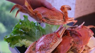 Taze pişmiş dev jumbo çamur yengecini beyaz tabakta baharat sosuyla kaplayın, Tayland deniz ürünleri. El ele tutuşmak, sınavları takdir etmek.