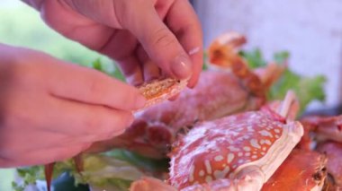  Buharda pişmiş kıllı yengeç eti elinizin altında. Ellerinde yengeç kadın, yengeç çubuğu yiyor, içeride deniz mahsulleri atıştırıyor, yakın plan yemek yiyor.