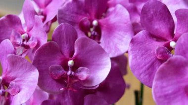 Güzel pembe orkide çiçeklerini kapatın. Yüksek kalite 4k görüntü