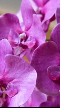 Güzel pembe orkide çiçeklerini kapatın. Yüksek kalite 4k görüntü