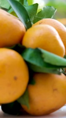 Bahçedeki portakal ağacının meyve dalıyla sulu olgun portakallar, hasada hazır meyveler. Yüksek kaliteli FullHD görüntüler