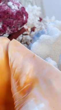 Pek çok farklı deniz kabuğu, mercan ve deniz yıldızı yakınlaşır. Kamera çok sayıda renkli deniz canlısının üzerinde hareket ediyor. Yunanistan 'daki Mykonos Antika koleksiyonu mercan ve kabuk örneklerini topluyor