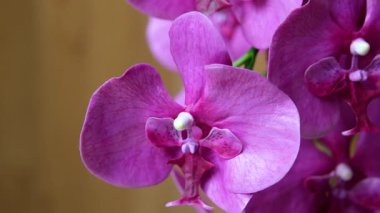 Botanik bahçesinde beyaz ve eflatun pembe orkideler sergileniyor. Yüksek kalite 4k görüntü