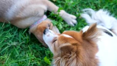 Güzel, sağlıklı bir köpek sıcak bir yaz gününde şehrin dışındaki çimlerde dinlenir ve uzanır. Kapatın. Yüksek kalite 4k görüntü