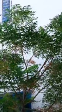 Mykonos adasının ünlü yel değirmenleri Yunanistan 'ın Mykonos adasında deniz burnu üzerindedir. Yüksek kalite 4k görüntü