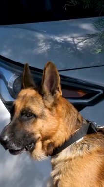 Mykonos adasının ünlü yel değirmenleri Yunanistan 'ın Mykonos adasında deniz burnu üzerindedir. Yüksek kalite 4k görüntü