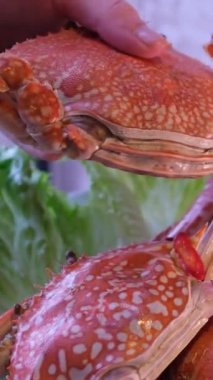 Taze pişmiş dev jumbo çamur yengecini beyaz tabakta baharat sosuyla kaplayın, Tayland deniz ürünleri. El ele tutuşmak, sınavları takdir etmek.