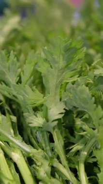 Taze malzemeler organik bir bahçede taze yeşil bitkiler topladığını gösteriyor. Sürdürülebilir tarım, ev yapımı sebzeler, çevre dostu yaşam tarzı ve sağlıklı gıda konsepti. Yüksek kalite 4k görüntü