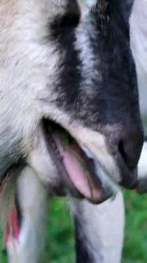 Boynunda bir iple ağaca bağlanmış beyaz bir keçi. Odaklanma seçildi. Yüksek kalite 4k görüntü