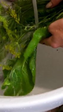 Dereotu ve yaban turpu mutfakta akan suyun altında ıspanak yeşili salata yaprakları yıkıyorlar. Sağlıklı beslenme. Lezzetli ve besleyici bir salata yapıyorum. Sağlıklı organik yiyecekler. Yüksek kalite 4k görüntü