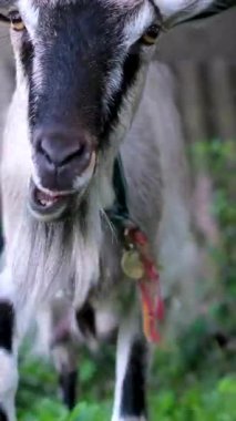 Genç keçi tarlada. Yeşil tarladaki güzel keçi. Keçi tarlada otluyor. Keçi ot yer. Yüksek kalite 4k görüntü