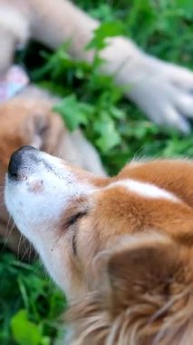 Güzel, sağlıklı bir köpek sıcak bir yaz gününde şehrin dışındaki çimlerde dinlenir ve uzanır. Kapatın. Yüksek kalite 4k görüntü