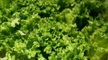 Su Damlacıklarıyla Taze Yeşil Marul Yaprakları. Yüksek kalite 4k görüntü