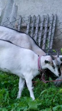Boer keçi sürüsü ahırda yemek yiyor ve dinleniyor. Yüksek kalite 4k görüntü
