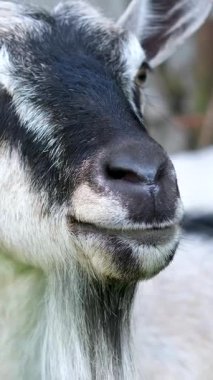 Big Ears 'ın Taraflara Baktığı Komik Keçi' nin yakın çekimi. Çiftçilik ve Çiftlik hayvanları Konsepti. Yüksek kalite 4k görüntü