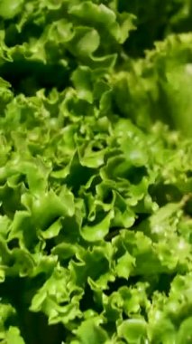 Su Damlacıklarıyla Taze Yeşil Marul Yaprakları. Yüksek kalite 4k görüntü