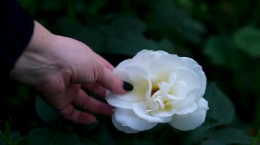 Siyah manikür jölesi çiçek yapraklarına dokunarak zaman harcıyor. Kadın elleri akşam kumsalında narin bir gül tutuyor. Tanımlanamayan sonbahar kıyafetleri giyen kadın deniz kenarında romantik bir anın tadını çıkarıyor. 
