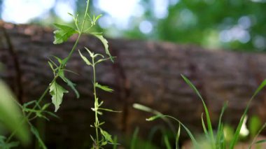 Uzun ağaçlar ve yeşil çimlerle çevrili gür bir ormanın ortasında bir odun yığını duruyor. Yukarıdaki mavi gökyüzü tüylü beyaz bulutlarla kaplı. Yüksek kalite 4k görüntü