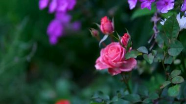 Güzel kırmızı ve beyaz gül çiçekli hafif makro doğa 4K videosunu kapatın. Yüksek kalite 