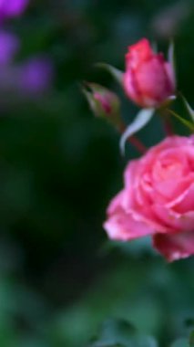 Güzel kırmızı ve beyaz gül çiçekli hafif makro doğa 4K videosunu kapatın. Yüksek kalite 