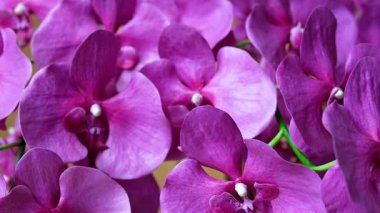 Orkide çiçekleri evdeki saksıda yetişiyor. Arka planda bulanıklık var. Tayland 'ın tropikal coğrafyasında yerel orkide. Yüksek kalite 4k görüntü