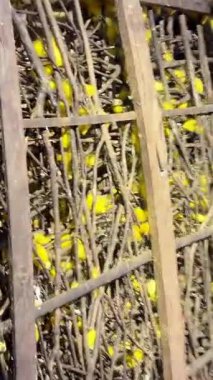 İçinde pupa olan ipek böceği kozası ve kompartıman çerçevesinde ipek ile kaplanmış. Kumaş işleminde iplik yapmak için harman sepetinde yükselen beyaz kozalar. Yüksek kalite 4k görüntü