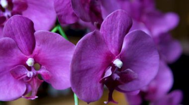 Mor renkli canlı bir orkideye yakın plan. Arka planda bulanıklık var. Minimalist bir iç mekan var. Orkideler detaylı yapraklar ve zengin renkler çarpıcı bir görsel karşıtlık yaratıyor. Yüksek kalite 4k görüntü